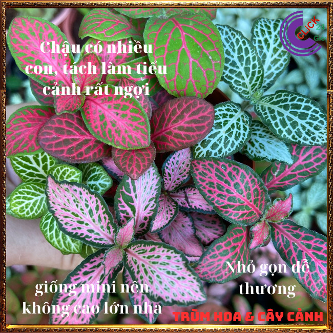 3 chậu cẩm nhung để bàn làm tiểu cảnh mini dễ thương ⏰ Hoa Mười Giờ Bonsai & Phụ Kiện