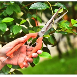 MISTY Kéo cắt tỉa vườn, Dụng cụ cầm tay bằng thép không gỉ Miếng dán rau củ, Dụng cụ làm vườn mỏng Kéo cây cảnh