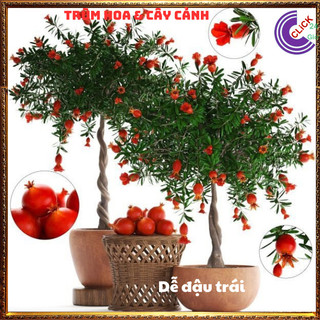 Cây Lựu Kiểng Mini Làm Bonsai Giao Cây Nguyên Bản Chưa Uốn🕰 Yêu Nhà Yêu Hoa
