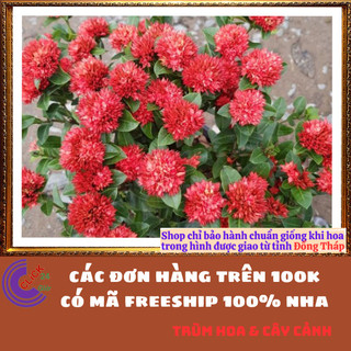 CHẬU HOA MẪU ĐƠN SEN BÔNG TRANG SEN CÁNH KÉP NỞ RẤT LÂU TÀN GIỐNG MỚI📒MiMa market