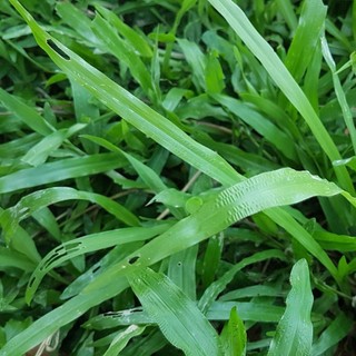 [CỎ LÁ TRE} - Hạt giống cỏ lá gừng ta, cỏ lá tre