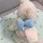 Nơ Ngực Lưng Dây Xích Chó Phong Cách Mùa Hè Thoáng Mát Cho Chó Ngực Ngoài Trời Dây Xích Đi Bộ Chó Dễ Thương Đi Bộ Dụng Cụ Tiện Dụng Teddy Pomeranian Maltese