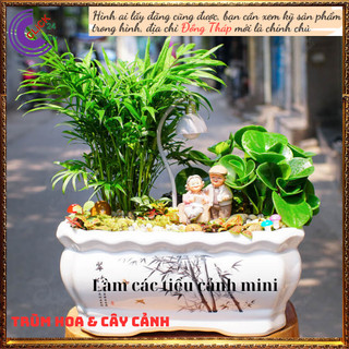 Chậu Dừa tụ thân mini có nhiều cây con, Cau tiểu trâm để bàn💍 SHOP PP ONLINE CLICK 24 GIỜ