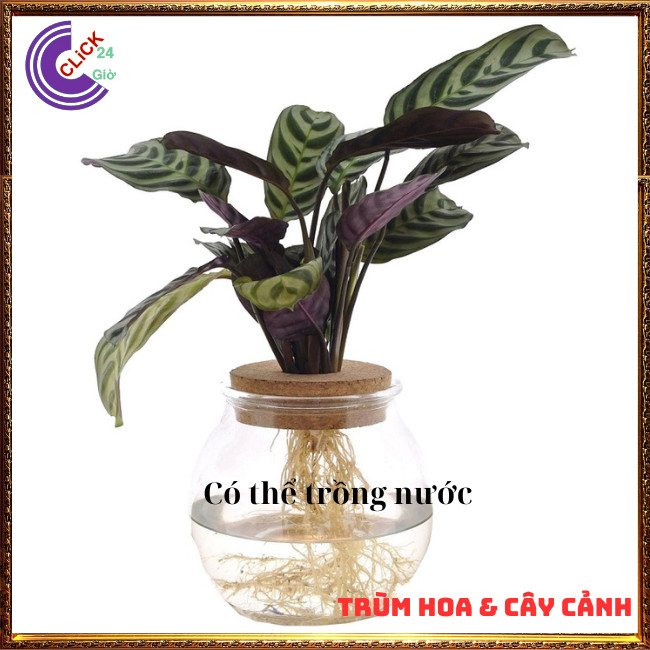 Chậu đuôi công khổng tước cây trồng trong nhà mang đến thịnh vượng ⏰ TRÙM HOA VÀ CÂY CẢNH