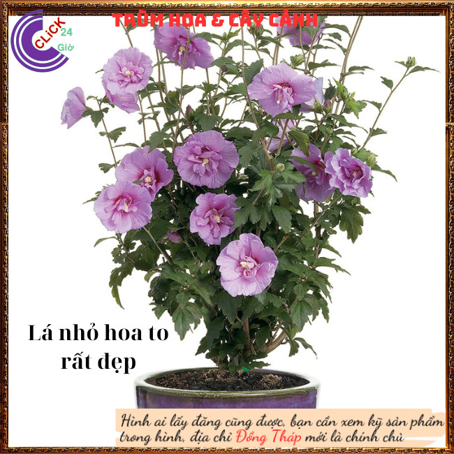 Hoa thiên quý tím tuyệt đẹp hoa lạ giống mới hoa râm bụt dâm bụt mới⏰TRÙM HOA VÀ CÂY CẢNH