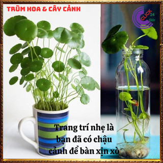 2 chậu rau má nhật cỏ đồng xu cây để bàn làm việc cầu thăng tiến⏰ Hoa Mười Giờ Bonsai & Phụ Kiện