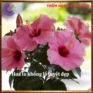 Cây hoa dâm bụt thái màu hồng cánh đơn bông bụp đại hồng hoa cẩm quỳ🕰Yêu Nhà Yêu Hoa