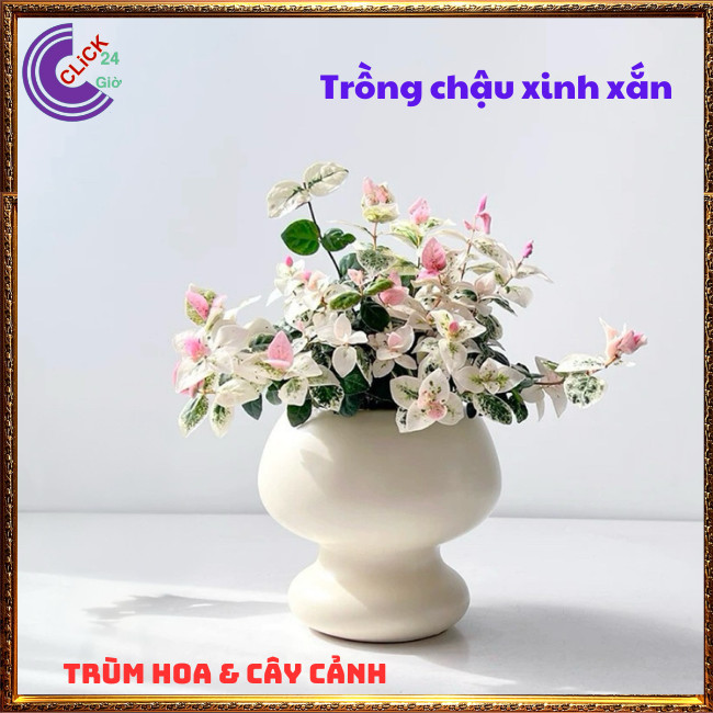 2 CHẬU VẢY ỐC CẨM THẠCH THẰN LẰN LEO TƯỜNG TRỒNG BỒN SIÊU XINH⏰ Hoa Mười Giờ Bonsai & Phụ Kiện