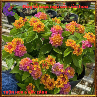 CÂY NGŨ SẮC SIÊU HOA TRỌN BỘ SƯU TẬP 50 MÀU TRÂM ỔI THƠM NGÁT ️💎 Siêu Thị Hoa