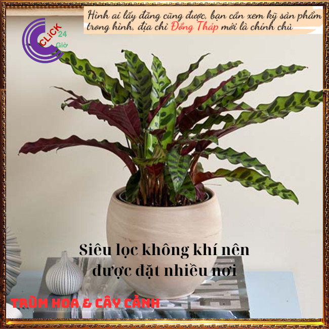 Chậu đuôi phụng có nhiều contrồng trong nhà máy lọc không khí tự nhiên⏰TRÙM HOA VÀ CÂY CẢNH