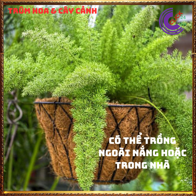 Chậu Cây Trúc Thiên Môn Siêu Phẩm Trang Trí Tùng Đuôi Chồn Đuôi Cáo⏰ TRÙM HOA VÀ CÂY CẢNH