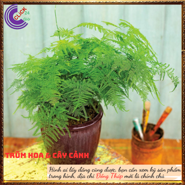 Chậu cây kim thủy tùng trồng trong nhà cây phong thủy để bàn làm việc⏰ TRÙM HOA VÀ CÂY CẢNH
