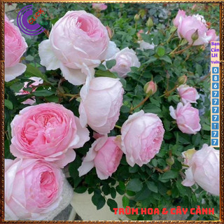 Chậu hoa hồng Nhật Misaki rose nguyên bản thơm hoa quả ngọt ngào 🕰Yêu Nhà Yêu Hoa
