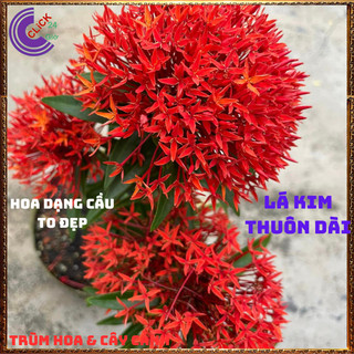 CÂY MẪU ĐƠN LÁ KIM HOA TRANG KIM MÀU ĐỎ LÁ NHỎ TUYỆT ĐẸP NỞ CẢ NĂM 📔 SHOP PP ONLINE CLICK 24 GIỜ