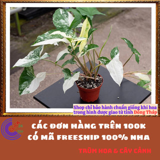CHẬU CÂY TRẦU BÀ CẨM THẠCH TRỒNG TRONG NHÀ, ĐỂ BÀN SIÊU LỌC KHÔNG KHÍ💍 SHOP PP ONLINE CLICK 24 GIỜ
