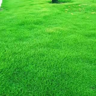 [HÀNG NHẬP KHẢU ] - Hạt giống Cỏ Nhung Nhật chuẩn {trồng cảnh qquan, sân vườn, dễ lên mầm)