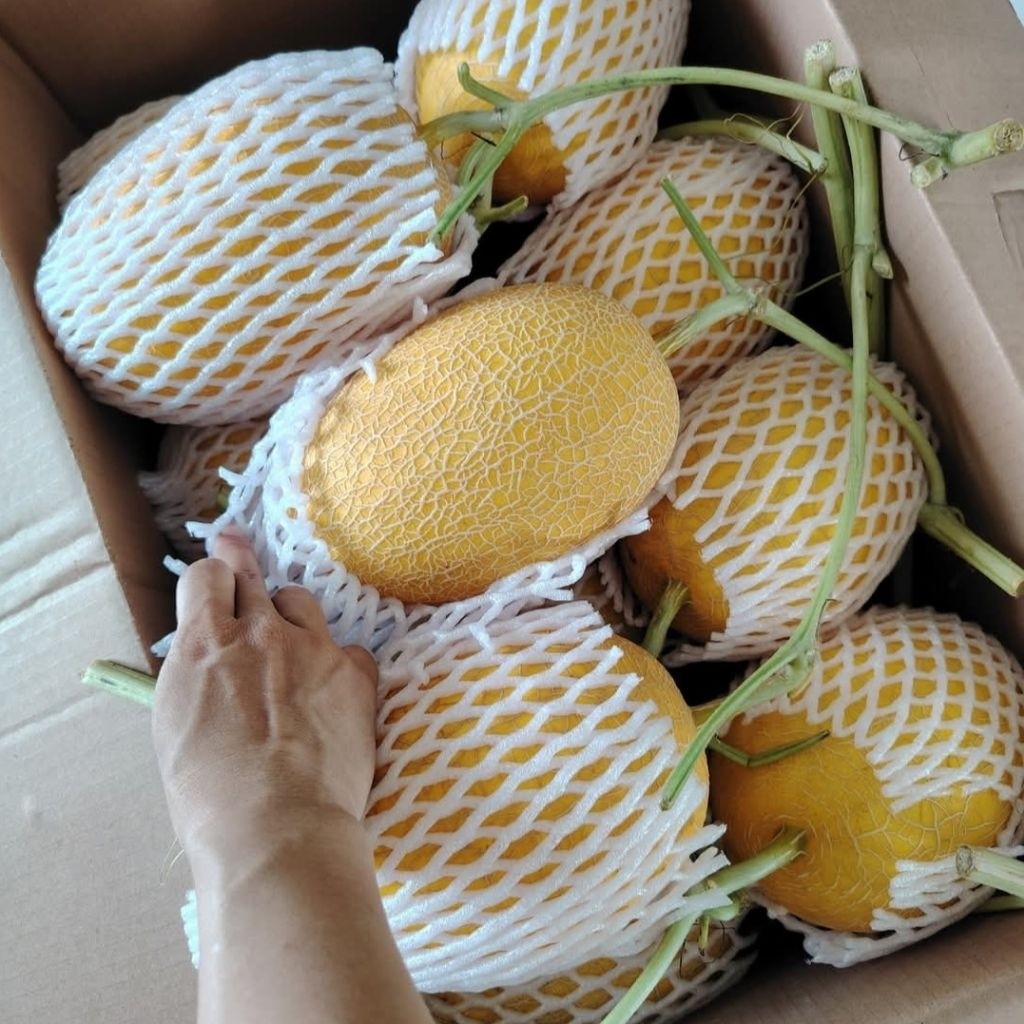 [Hoả Tốc] Dưa Lưới Huỳnh Long, Giòn, Ngọt [ 1 Trái tuỳ Size]