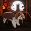 Top Thú Cưng Trang Phục Côn Trùng Ngộ nghĩnh Gián Động Vật Cosplay Đầm Phụ Kiện Thú Cưng Cosplay Tiếp Liệu Gián
