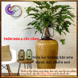 Chậu Trầu Bà Tay Phật Lá Xẻ Khía Lạ Mắt Hút Bức Xạ Của Đồ Điện Tử️💄 Siêu Thị Hoa