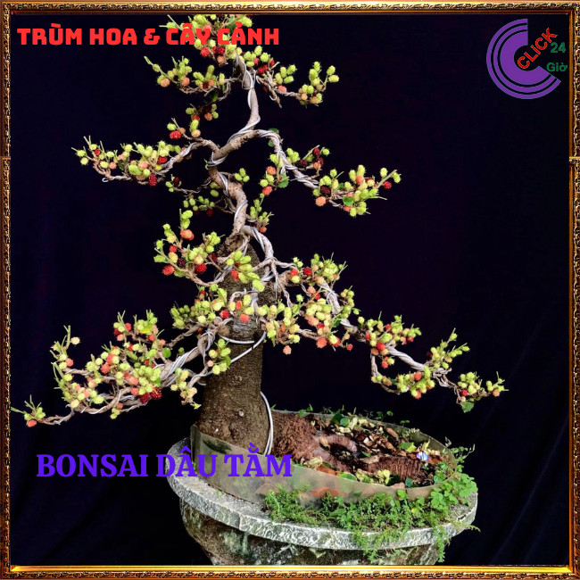 Cây Dâu Tằm Ăn Trái Thơm Ngon Nhiều Vitamin ⏰ TRÙM HOA VÀ CÂY CẢNH