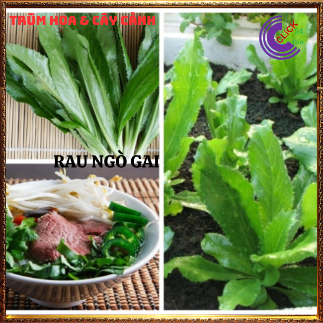 Chậu rau ngò gai hương thơm đặc biệt cho món ăn và là dược liệu quý ⏰Hoa Mười Giờ Bonsai & Phụ Kiện