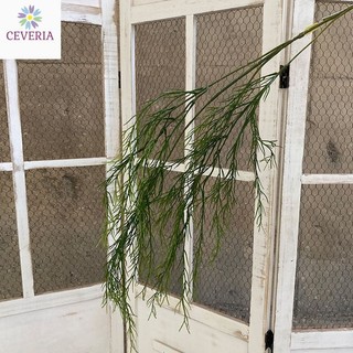 Cành măng tây có thân trang trí nhà cửa, hoa cưới, studio ảnh cưới CEVERIA