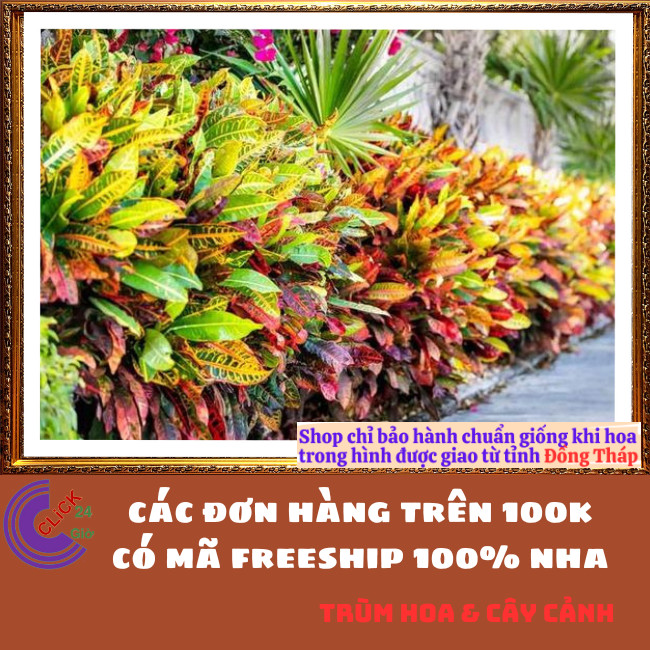 CHẬU CÂY CÔ TÒNG VÀNG ANH LÁ MÍT LỌC KHÔNG KHÍ CÔNG VIỆC SUÔNG SẺ⏰{{store}]