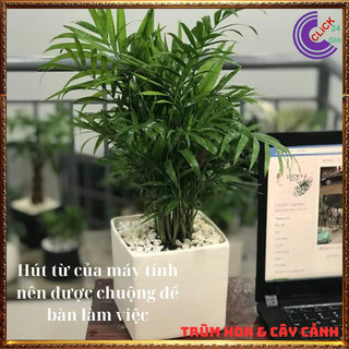 Chậu Cau tiểu trâm nhiều con cây văn phòng giúp hút tia điện tử ️️🥁 MiMa market
