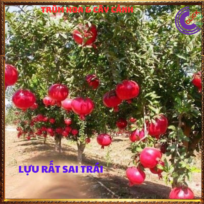 Cây Lựu Đỏ Quả To Mọng Ngọt Cao 60cm Đang Có Hoa Loại Siêu Trái⏰ TRÙM HOA VÀ CÂY CẢNH