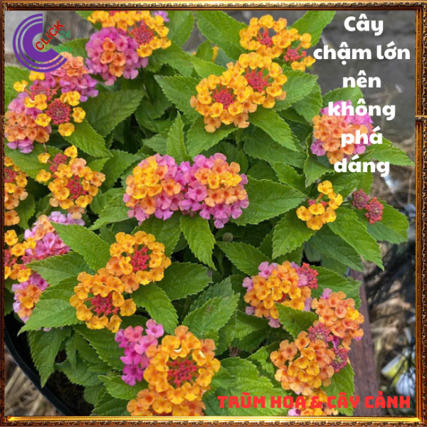 CHẬU TRÂM ỔI SIÊU HOA THƠM NGÁT BỘ SƯU TẬP NGŨ SẮC 50 MÀU RỰC RỠ⏳ TRÙM HOA VÀ CÂY CẢNH