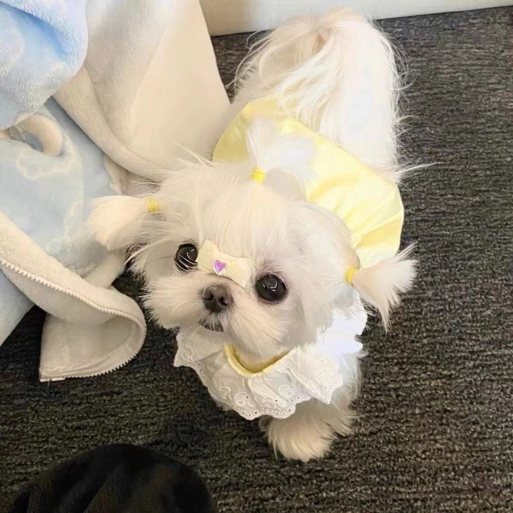 Dễ Thương Phong Cách Công Chúa Maltese Thú Cưng Chó Macaron Quần Áo Váy Ren Mỏng Phong Cách Mùa Hè Mèo Chống Trơn JN81- * * &