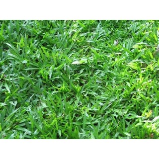 [CỎ LÁ TRE} - Hạt giống cỏ lá gừng ta, cỏ lá tre