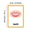 Thẻ Flashcards Xây dựng từ vựng YOI Thẻ từ học tập sớm cho trẻ mẫu giáo