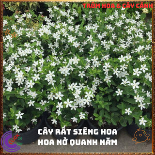 Chậu Hoa MAI CHỈ THIÊN nở đẹp quanh năm đem đến tốt lành và may mắn⌛VƯỜN HOA CỔ TÍCH