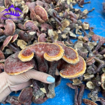 Nấm lim xanh rừng tự nhiên Tây Bắc (500g, 1kg). Đồ ngâm rượu uống Tây Bắc nấm lim xanh, linh chi đỏ, linh chi sừng hươu