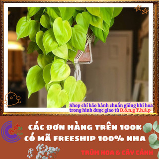 Chậu TRẦU BÀ VÀNG cây trồng trong nhà ưa mát lọc không khí cực tốt ️📬 Làng Hoa Sa Đéc