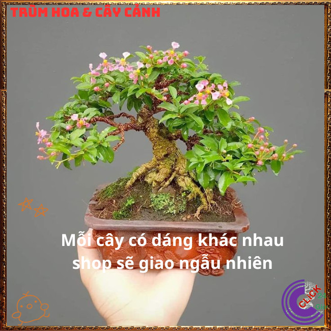 Chậu Hồng Ngọc Mai Bonsai Cổ Kính Đẹp và Thơm Cây Sơ Ri Cảnh Ăn Được⏰{{store}]