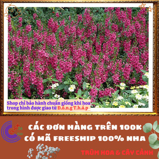 Chậu Hoa NGỌC HÂN màu Đỏ hồng sắc thắm phi yến bâng khuâng mõm sói lạ️📬Làng Hoa Sa Đéc