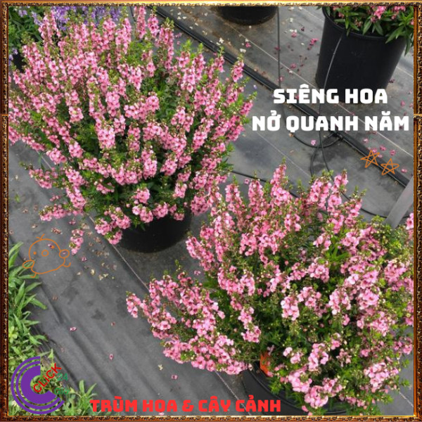 Chậu Hoa NGỌC HÂN màu hồng cổ xinh xắn đáng yêu nở dầy đặc quanh năm️📜 Hoa Mười Giờ Bonsai & Phụ Kiện