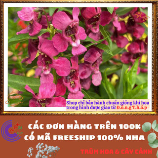 Chậu Hoa NGỌC HÂN màu Đỏ hồng sắc thắm phi yến bâng khuâng mõm sói lạ️📬Làng Hoa Sa Đéc