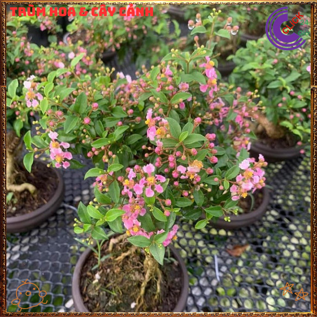 Chậu Hồng Ngọc Mai Bonsai Cổ Kính Đẹp và Thơm Cây Sơ Ri Cảnh Ăn Được⏰{{store}]