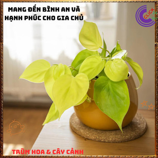 Chậu TRẦU BÀ VÀNG cây trồng trong nhà ưa mát lọc khí mang điềm lành️️🥁 MiMa market