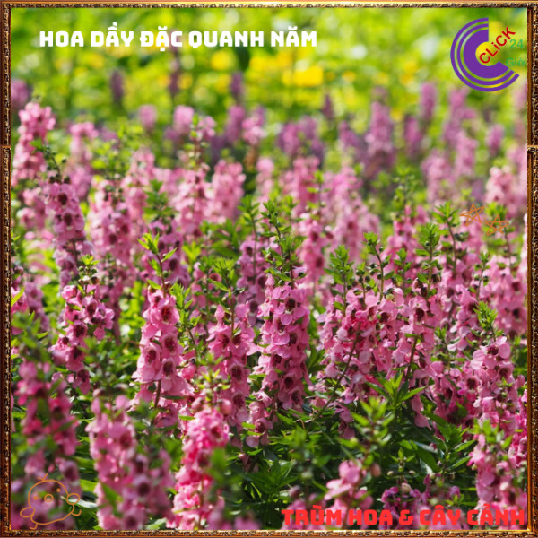 Chậu Hoa NGỌC HÂN màu hồng cổ xinh xắn đáng yêu nở dầy đặc quanh năm️📜 Hoa Mười Giờ Bonsai & Phụ Kiện
