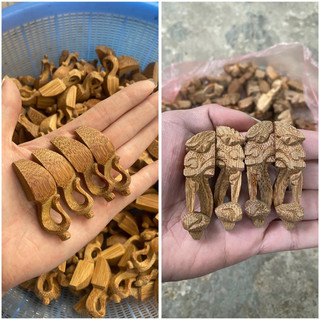 Chân quỳ tre lồng chim, chân quỳ voi tre già chân đục lồng chim chào mào