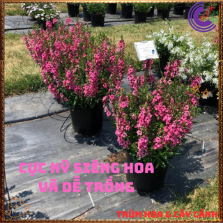 Chậu Hoa NGỌC HÂN màu hồng mới ngọt mắt tuyệt đẹp siêu dễ thương️🌮 VƯỜN HOA CỔ TÍCH