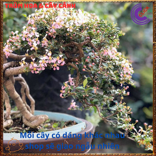 Cây Cây Sơ Ri Kiểng - Hồng Ngọc Mai Bonsai Siêu Hoa Quả Thơm Ngon️💄{{store}]