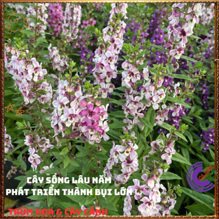 Chậu Hoa NGỌC HÂN màu song hỷ tuyệt đẹp xinh xắn nở quanh năm️🎊 Hoa Đẹp Dễ Trồng