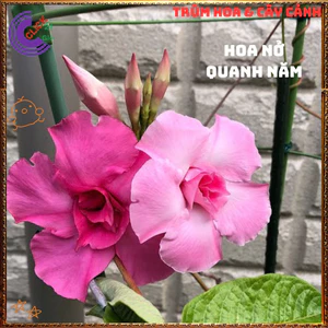 Chậu hoa HỒNG ANH CÁNH KÉP dây leo siêu bông nở quanh năm tuyệt đẹp⌛VƯỜN HOA CỔ TÍCH