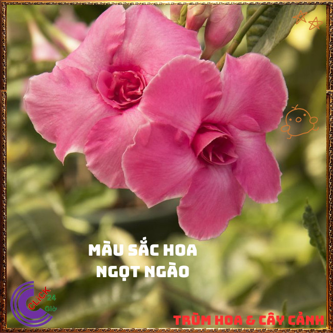Chậu hoa HỒNG ANH CÁNH KÉP siêu bông leo khỏe nở quanh năm tuyệt đẹp📧 TRÙM HOA VÀ CÂY CẢNH