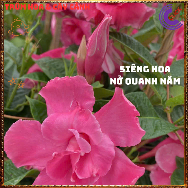 Chậu hoa HỒNG ANH CÁNH KÉP siêu bông leo khỏe nở quanh năm tuyệt đẹp📧 TRÙM HOA VÀ CÂY CẢNH